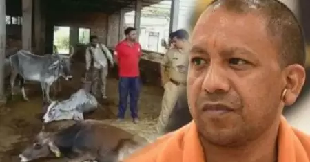 യോഗിയുടെ യുപിയില്‍ ഗോശാലയില്‍ പട്ടിണി കിടന്ന് ചത്തത് 12ലധികം പശുക്കള്‍; പ്രക്ഷോഭമാരംഭിച്ച് പ്രദേശവാസികള്‍