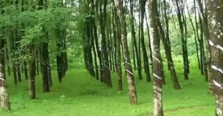 കിനാലൂര്‍ വീണ്ടും വാര്‍ത്തകളില്‍ നിറയുമ്പോള്‍; ഭൂമാഫിയയുടെ ഇടപാടില്‍ ആശങ്കയുമായി എസ്റ്റേറ്റ് തൊഴിലാളികള്‍