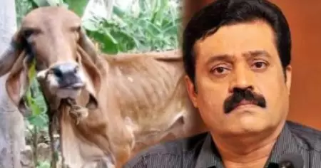 പട്ടിണി കിടന്ന പശുക്കള്‍ക്ക് തീറ്റ എത്തിച്ച് കേരള സര്‍ക്കാര്‍; പ്രതികരിക്കാതെ സുരേഷ് ഗോപി