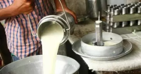 ഓണക്കാലത്ത് തമിഴ്‌നാട് ചതിച്ചു; റെക്കോര്‍ഡ് വില്‍പ്പനയ്ക്കിടയിലും മില്‍മയ്ക്കുണ്ടായ നഷ്ടം ഒരു കോടി രൂപ