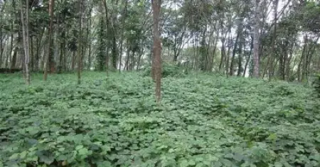 വനമേഖലയ്ക്ക് ഭീഷണിയായി തോട്ടപ്പയറുകള്‍ പടരുന്നു; ഒരു പ്രദേശത്തെ സസ്യങ്ങളെ മുഴുവന്‍ നശിക്കുന്നതിന് കാരണമാകുമെന്ന് വിദഗ്ധര്‍