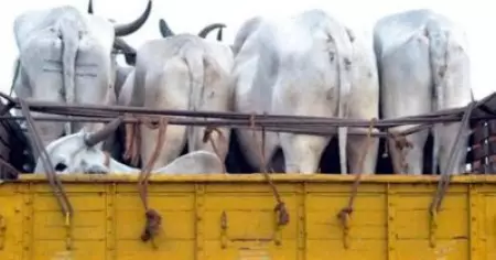 പശുക്കടത്ത് സംശയിച്ച് വാഹനം പിന്തുടര്‍ന്നു; ബജ്‌റംഗ്ദള്‍ പ്രവര്‍ത്തകനു നേരെ വെടിവെപ്പ്