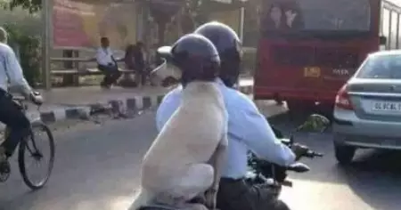 വൈ ഷുഡ് ഹ്യൂമന്‍സ് ഹാവ് ഓള്‍ ദ ഫണ്‍?