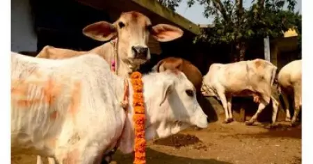 രാജസ്ഥാനില്‍ കന്നുകാലികളെ കടത്തിയെന്നാരോപിച്ച് മുസ്‌ലിം യുവാവിനെ വെടിവെച്ച് കൊലപ്പെടുത്തി പൊലീസ്