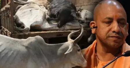 യോഗി ആദിത്യനാഥിന്റെ പശു സ്‌നേഹം വാക്കില്‍ മാത്രം; ഒമ്പത് മാസത്തിനിടെ ബറേലിയില്‍ ചത്തത് 600 കന്നുകാലികള്‍