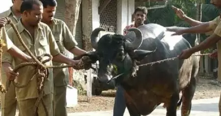 കൈക്കൂലി കൊടുക്കാന്‍ കാശില്ല; പോത്തിനെയും കൊണ്ട് തഹ്‌സില്‍ദാരുടെ ഓഫീസിലെത്തി യുവതി