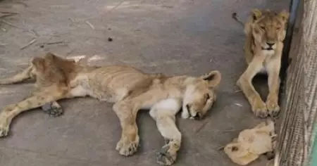 പട്ടിണിയായ സിംഹങ്ങള്‍ക്ക് തുണയായി ഫേസ്ബുക്ക് ക്യാംപയിന്‍