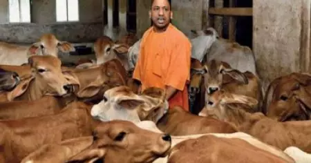 യോഗിയുടെ വഴിയില്‍ കന്നുകാലികളുണ്ടാകരുത്; യോഗി ആദിത്യനാഥിന്റെ ഗംഗായാത്രയ്ക്ക് തടസം സൃഷ്ടിക്കുന്ന കന്നുകാലികളെ പിടിച്ചുകെട്ടണമെന്ന് എഞ്ചിനീയര്‍മാരോട് യു.പി സര്‍ക്കാര്‍