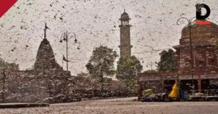 അതിരുകള്‍ അറിയാതെ വെട്ടുകിളികള്‍; മുംബൈ ഭീകരാക്രമണ സമയത്തു പോലും വെട്ടുകിളികള്‍ക്കിതിരെ ഒരുമിച്ച് നിന്ന ഇന്ത്യയും പാകിസ്താനും