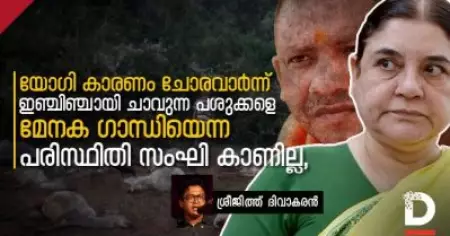 യോഗി കാരണം ചോരവാര്‍ന്ന് ഇഞ്ചിഞ്ചായി ചാവുന്ന പശുക്കളെ മേനക ഗാന്ധിയെന്ന പരിസ്ഥിതി സംഘി കാണില്ല