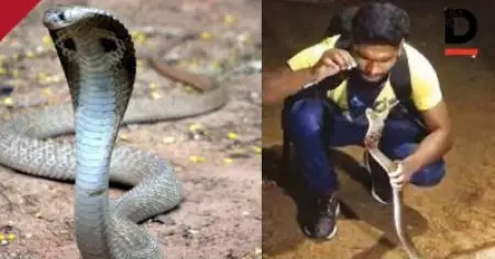 പാമ്പിനെ പിടിച്ച് ഷോ വേണ്ട; ലൈസന്‍സ് ഇല്ലാതെ പാമ്പിനെ പിടിച്ചാല്‍ മൂന്ന് വര്‍ഷം തടവ്