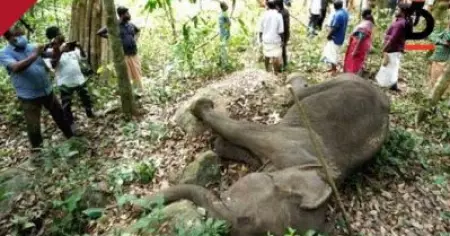 പത്തനാപുരത്തെ കാട്ടാനയെ കൊലപ്പെടുത്തിയതെന്ന് വനം വകുപ്പ്, മൂന്ന് പേര്‍ പിടിയില്‍