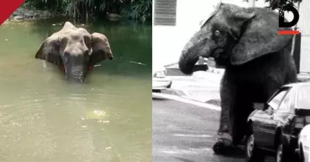 പൈനാപ്പിളില്‍ സ്‌ഫോടക വസ്തു വെച്ച് കൊന്ന ഗര്‍ഭിണിയായ ആന മുതല്‍ അമേരിക്കയിലെ ടൈക് വരെ, 20 വര്‍ഷങ്ങള്‍ക്കിപ്പുറവും മനുഷ്യ മനസാക്ഷിയെ വിറങ്ങലിപ്പിച്ച  ആ ആനയുടെ നോട്ടം