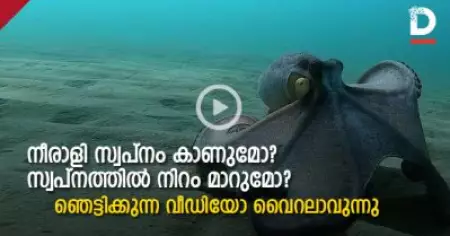 നീരാളി സ്വപ്‌നം കാണുമോ? സ്വപ്‌നത്തില്‍ നിറം മാറുമോ?; ഞെട്ടിക്കുന്ന വീഡിയോ വൈറലാവുന്നു