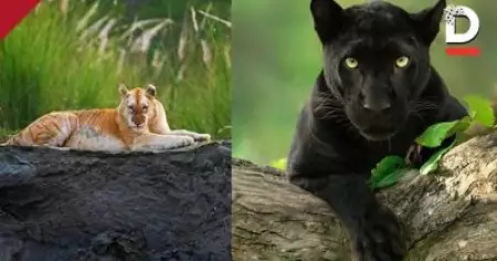 കരിമ്പുലിക്കു പിന്നാലെ തരംഗമായി ഇന്ത്യയിലെ ഏക സ്വര്‍ണ കടുവയും