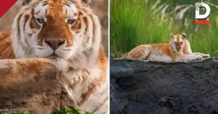 സ്വര്‍ണക്കടുവ ആഘോഷിക്കപ്പെടേണ്ടതല്ല, ഉയര്‍ത്തുന്നത് ആശങ്കകള്‍