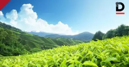 ഹാരിസണ്‍ മലയാളത്തിന്റെ കൈവശമുള്ള ഭൂമി തിരിച്ചു പിടിക്കാനൊരുങ്ങി സര്‍ക്കാര്‍