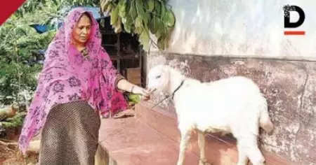 ആട് മോഷണം പോയതോടെ ആമിനയ്ക്ക് നഷ്ടപ്പെട്ടത് ജീവിതമാണ്; ഇനി തിരിച്ചു കിട്ടുമോയെന്ന ചോദ്യം ബാക്കി