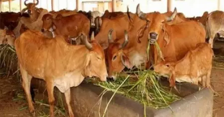 ഹരിയാനയിലെ ഗോശാലയില്‍ 70 ഓളം പശുക്കള്‍ ചത്തൊടുങ്ങിയ നിലയില്‍; ഭക്ഷ്യവിഷബാധയെന്ന് സംശയം