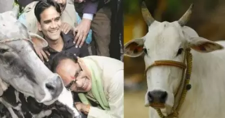 'ആദ്യത്തെ അപ്പക്കഷ്ണം പശുവിനും അവസാനത്തേത് പട്ടിക്കും, അതാണ് ഇന്ത്യന്‍ സംസ്‌കാരം'; മധ്യപ്രദേശില്‍ പശു സെസ് ഏര്‍പ്പെടുത്താനൊരുങ്ങി സര്‍ക്കാര്‍