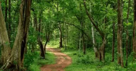 തോട്ടങ്ങള്‍ വീണ്ടും കാടാകുന്നു; വന പുന:സ്ഥാപന നയരേഖക്ക് മന്ത്രിസഭയില്‍ അംഗീകാരം