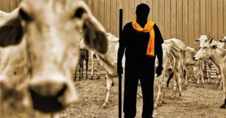 പശു സംരക്ഷകര്‍ക്ക് പൊലീസിന്റെ അധികാരം നല്‍കരുത്; ഹരജി ഹൈക്കോടതിക്ക് കൈമാറാന്‍ നിര്‍ദേശിച്ച് സുപ്രീം കോടതി
