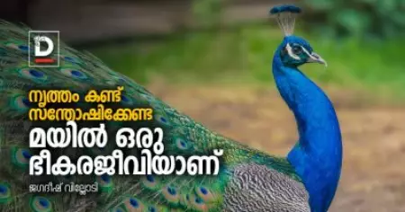 നൃത്തം കണ്ട് സന്തോഷിക്കേണ്ട, മയില്‍ ഒരു ഭീകരജീവിയാണ്