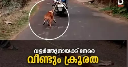 നായയോട് വീണ്ടും ക്രൂരത,സ്‌കൂട്ടറില്‍ കിലോമീറ്ററുകളോളം കെട്ടിവലിച്ച് ഉടമസ്ഥന്‍