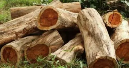മുട്ടില്‍ വനംകൊള്ള മുന്‍ വനം വകുപ്പ് മന്ത്രി കെ. രാജുവിന്റെ അറിവോടെയെന്ന് ആരോപണം