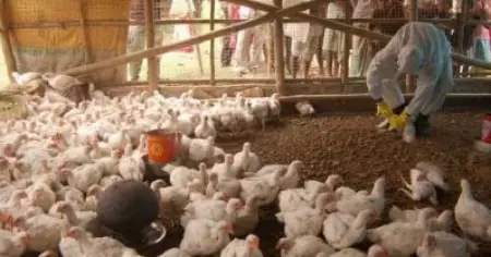 പക്ഷിപ്പനി ബാധിച്ച് രാജ്യത്ത് ആദ്യ മരണം; മരണപ്പെട്ടത് പതിനൊന്നുകാരന്‍