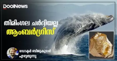 തിമിംഗല ചര്‍ദ്ദിയല്ല ആംബര്‍ഗ്രിസ്; ഡോക്ടര്‍ ബിജുകുമാര്‍ എഴുതുന്നു