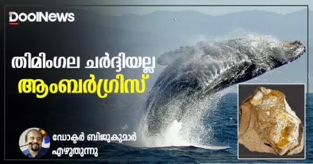 തിമിംഗല ചര്‍ദ്ദിയല്ല ആംബര്‍ഗ്രിസ്; ഡോക്ടര്‍ ബിജുകുമാര്‍ എഴുതുന്നു