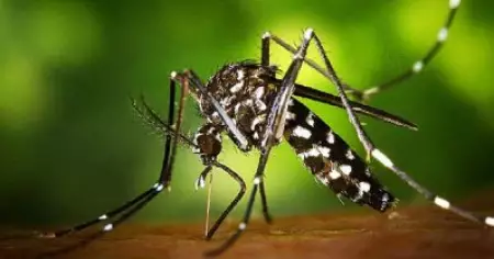 സംസ്ഥാനത്ത് വീണ്ടും
 സിക വൈറസ് സ്ഥിരീകരിച്ചു; രോഗബാധ കോഴിക്കോട് സ്വദേശിക്ക്
