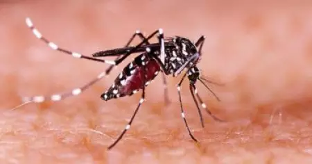 സംസ്ഥാനത്ത് മൂന്ന് പേര്‍ക്ക് കൂടി സിക്ക വൈറസ് സ്ഥിരീകരിച്ചു; രോഗം കണ്ടത്തിയതില്‍ രണ്ട് വയസ്സുള്ള കുട്ടിയും