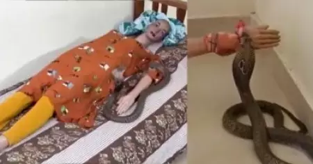 ഡമ്മിയില്‍ മൂര്‍ഖനെക്കൊണ്ടു കടിപ്പിച്ചു; ഉത്രവധക്കേസില്‍ അപൂര്‍വ ഡമ്മി പരീക്ഷണവുമായി അന്വേഷണ സംഘം, (വീഡിയോ)