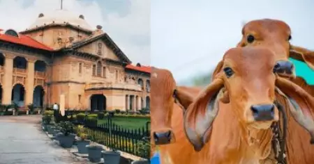 ഓക്‌സിജന്‍ ശ്വസിക്കുകയും പുറത്തുവിടുകയും ചെയ്യുന്ന ഏക മൃഗമാണ് പശു, പാല്‍ സൂര്യരശ്മികള്‍ക്ക് ശക്തി പകരുന്നു; അലഹബാദ് ഹൈക്കോടതി ജഡ്ജി