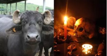 എരുമ പാല്‍ കറക്കാന്‍ സമ്മതിക്കുന്നില്ല, ആരോ 'മന്ത്രവാദം' ചെയ്തെന്ന പരാതിയുമായി പൊലീസിന് മുന്‍പില്‍ കര്‍ഷകന്‍