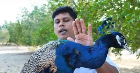 വളരെ വ്യത്യസ്തമായൊരു ട്വിസ്റ്റ്, അല്ലേ രതീഷേ; സംഘികളുടെ ഭീഷണിയ്ക്ക് പിന്നാലെ 'വറുത്തരച്ച മയില്‍ കറി'യുടെ വീഡിയോയുമായി ഫിറോസ് ചുട്ടിപ്പാറ