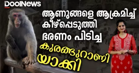 ആണുങ്ങളെ ആക്രമിച്ച് കീഴ്‌പ്പെടുത്തി ഭരണം പിടിച്ച കുരങ്ങുറാണി യാക്കി