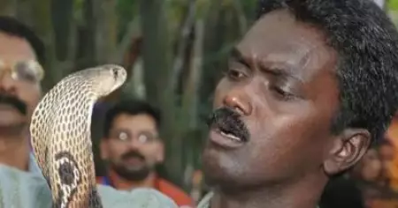 മൂര്‍ഖന്റെ കടിയേറ്റു; വാവ സുരേഷ് ഗുരുതരാവസ്ഥയില്‍