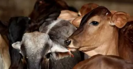 കന്നുകാലിക്കടത്ത് കേസിലെ പ്രധാനപ്രതിയെ അറസ്റ്റ് ചെയ്ത് ഇ.ഡി
