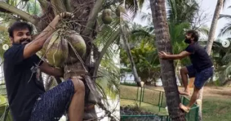 തെങ്ങിന്‍ മണ്ടേലെ ചാക്കോച്ചന്‍; കരിക്ക് ഷെയ്ക്ക് കുടിക്കാന്‍ തെങ്ങില്‍ വലിഞ്ഞുകയറി കുഞ്ചാക്കോ