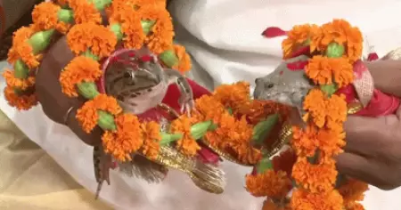 യു.പിയില്‍ മഴ പെയ്യാന്‍ തവളക്കല്ല്യാണം നടത്തി ഹിന്ദു മഹാസംഘ്
