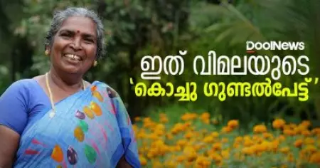 ഇത് വിമലയുടെ 'കൊച്ചു ഗുണ്ടല്‍പേട്ട് | Flower Garden in Kerala | Kannur