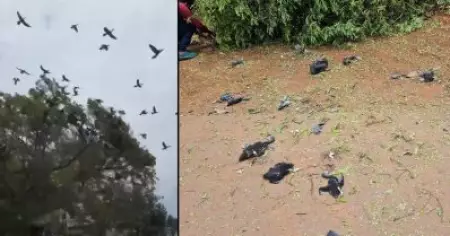 ദേശീയപാതക്കായുള്ള മരം മുറി; 'പക്ഷികളെ കൊന്നതില്‍' കരാറുകാര്‍ക്കെതിരെ വനം വകുപ്പ് കേസെടുക്കും