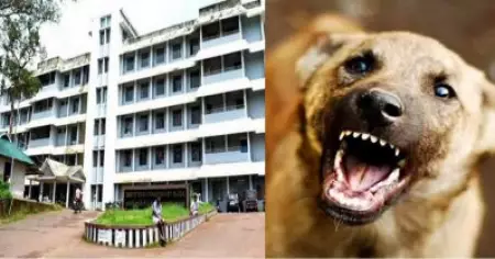 പത്തനംതിട്ടയില്‍ തെരുവുനായ കടിച്ച പന്ത്രണ്ടുകാരി മരിച്ചു