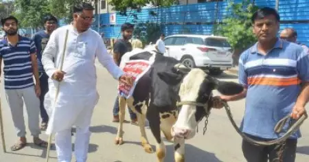 'ശ്രദ്ധ ക്ഷണിക്കാന്‍' ബി.ജെ.പി എം.എല്‍.എ നിയമസഭയിലെത്തിച്ച പശു വിരണ്ടോടി