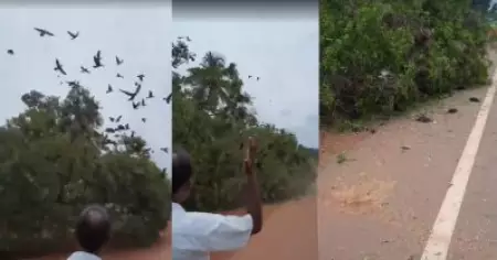 കിളികള്‍ ചത്ത സംഭവം: ജാമ്യമില്ലാതെ അകത്തുപോയത് അതിഥി തൊഴിലാളികള്‍; പ്രതിഷേധവുമായി സോഷ്യല്‍ മീഡിയ
