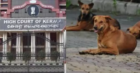 തെരുവ് നായ ആക്രമണം; ഹൈക്കോടതിയുടെ ഇടപെടല്‍, പ്രത്യേക സിറ്റിങ് ഇന്ന്