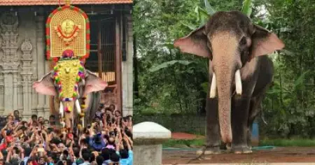 ഗജവീരന്‍ തെച്ചിക്കോട്ടുകാവ് രാമചന്ദ്രന് വിലക്ക്: ഇടക്കാല ഉത്തരവിറക്കി ഹൈക്കോടതി